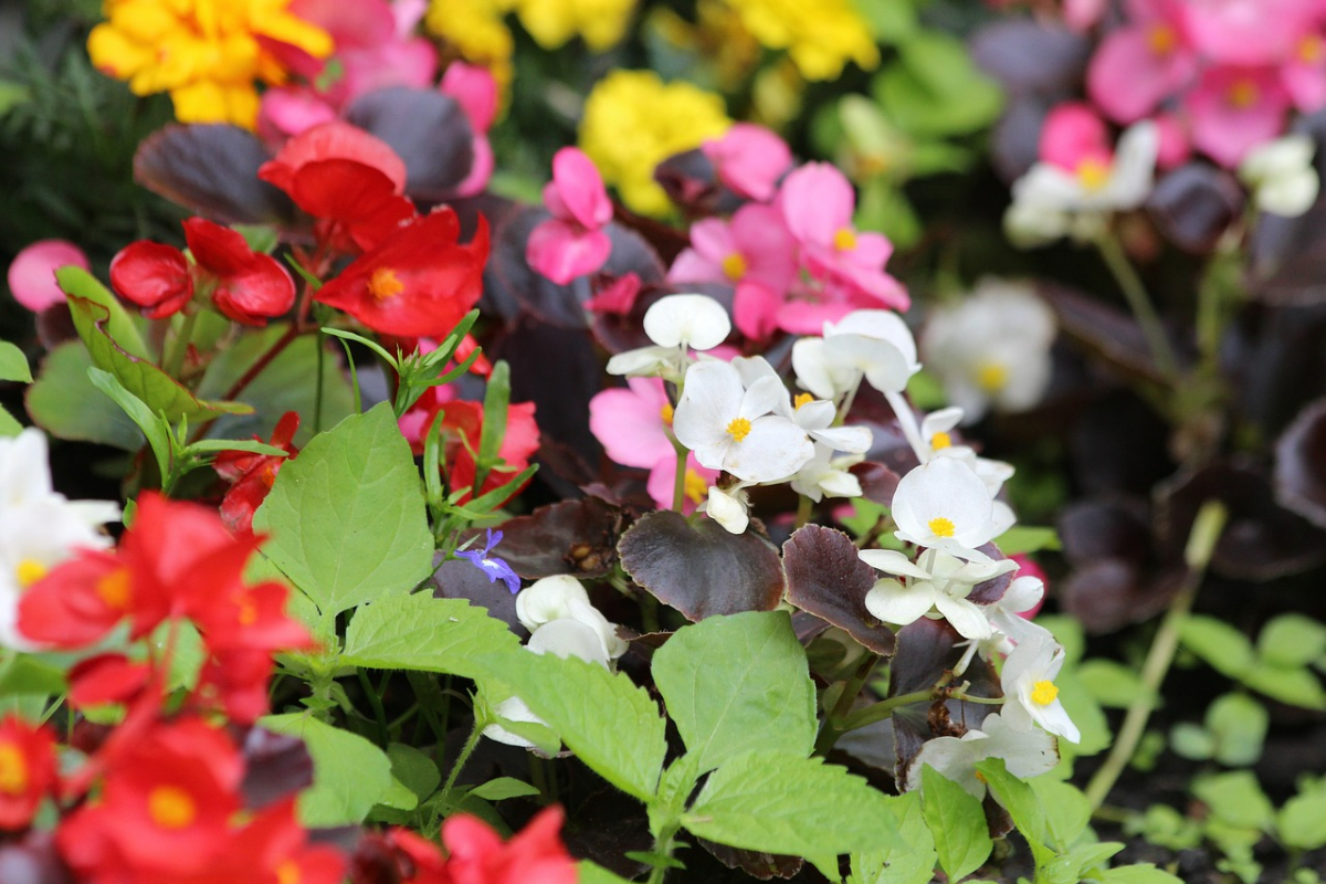 begonie ueberwintern farbenfrohe blueten gartenblumen