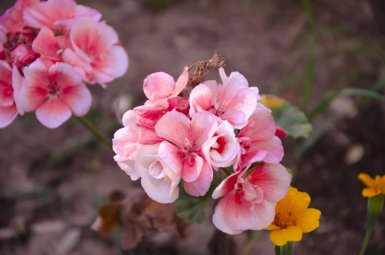 begonien begonia beste gartenblumen winterpflege