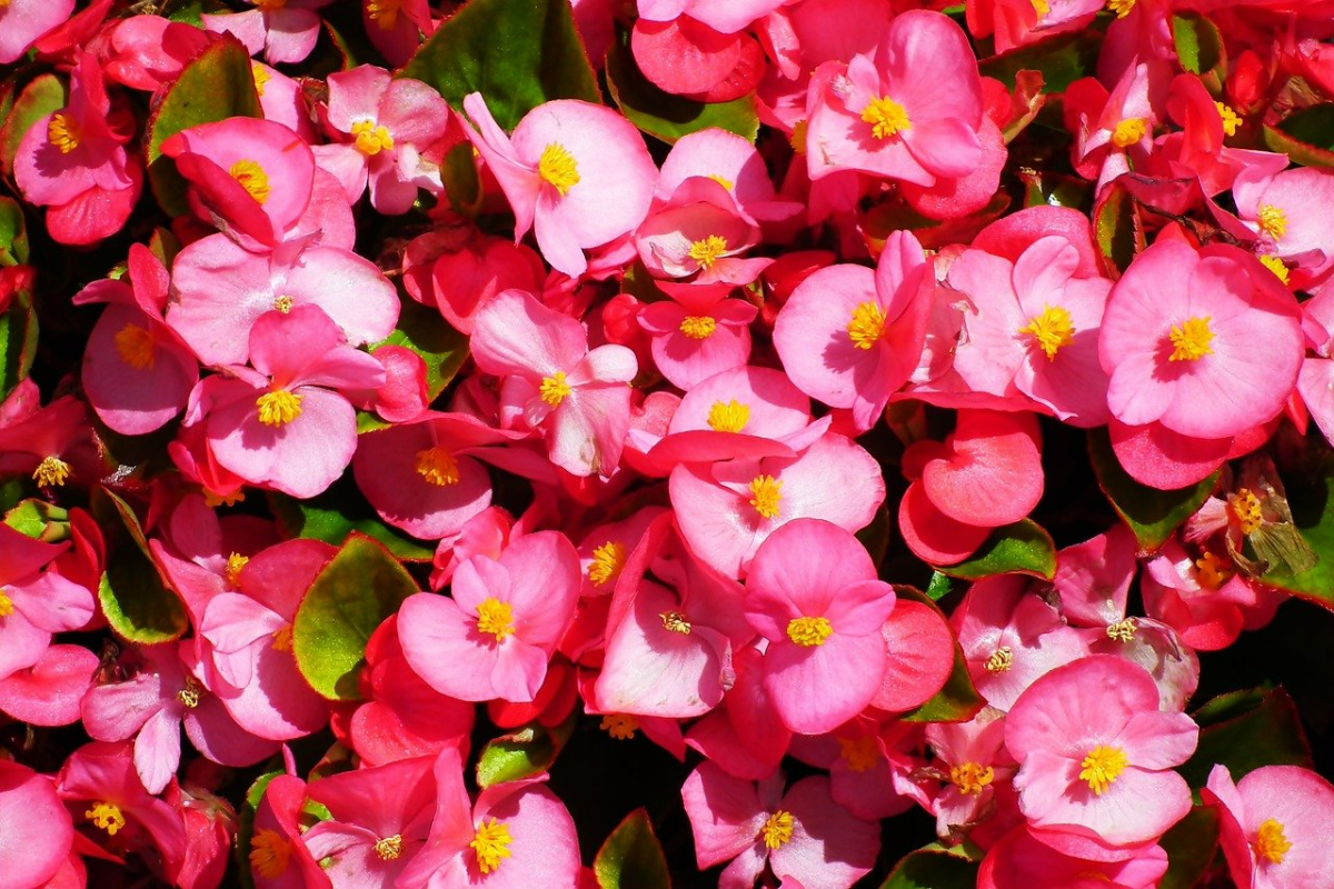 begonien ueberwintern viele kleine rosa blueten