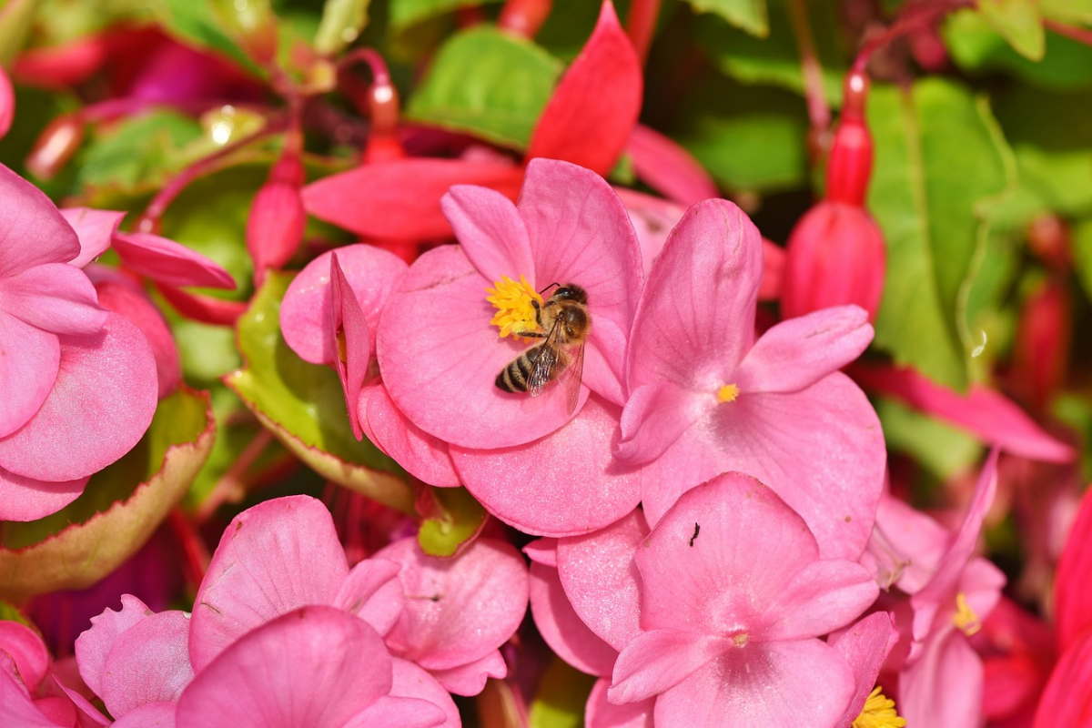 biene auf rosa bluete begonie im garten bienenfreundliche blumen