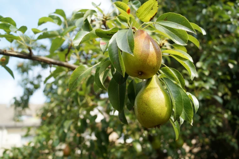 birnbaum mit reifen fruechten im garten