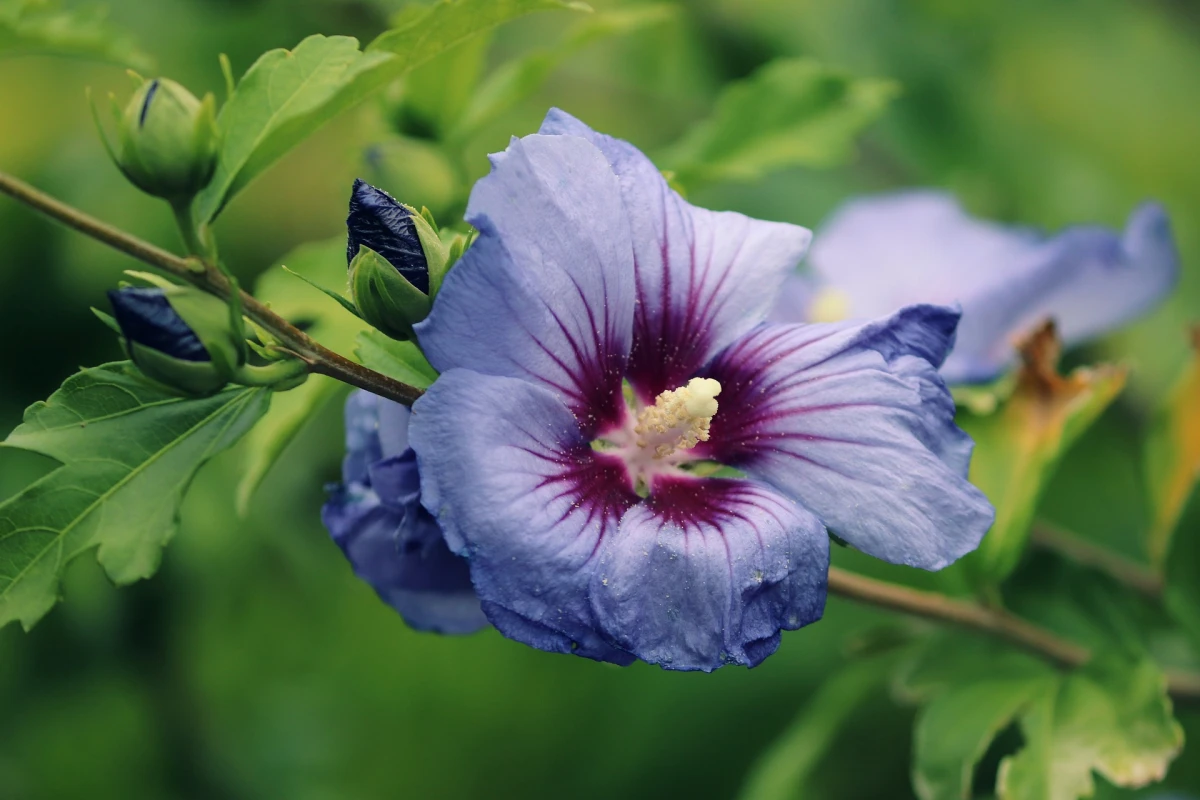 blauer hibiskus pflegetipps