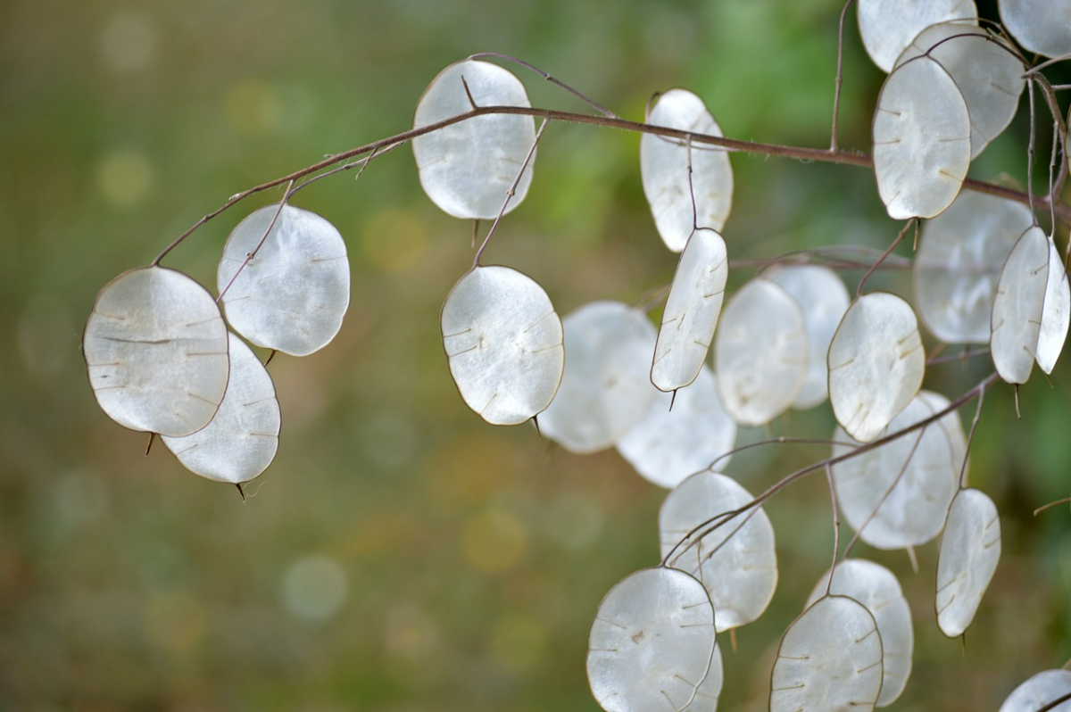 blumenkaesten bepflanzen herbst silberblatt lunaria