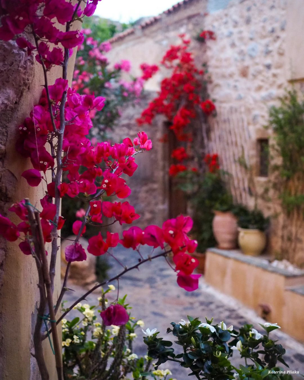 catrin pl bougainvillea ueberwinterung