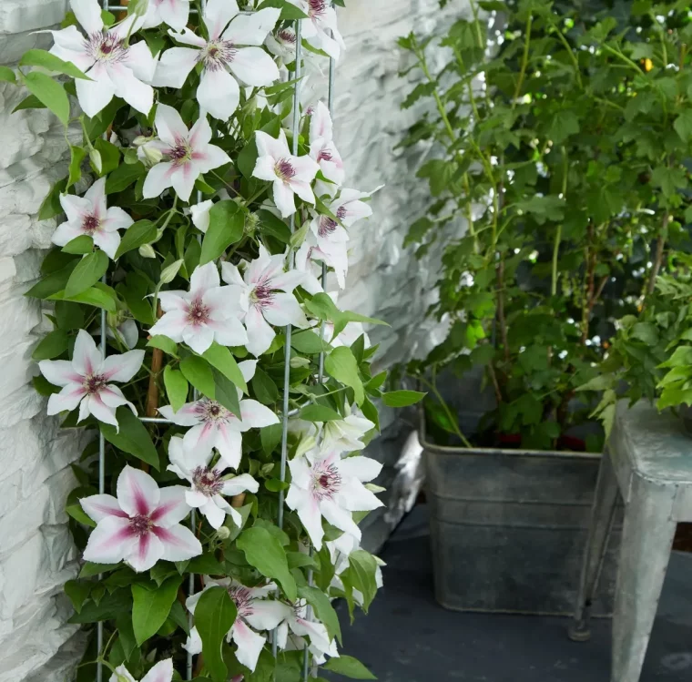 clematis schöne kletterpflanze weiße blüten