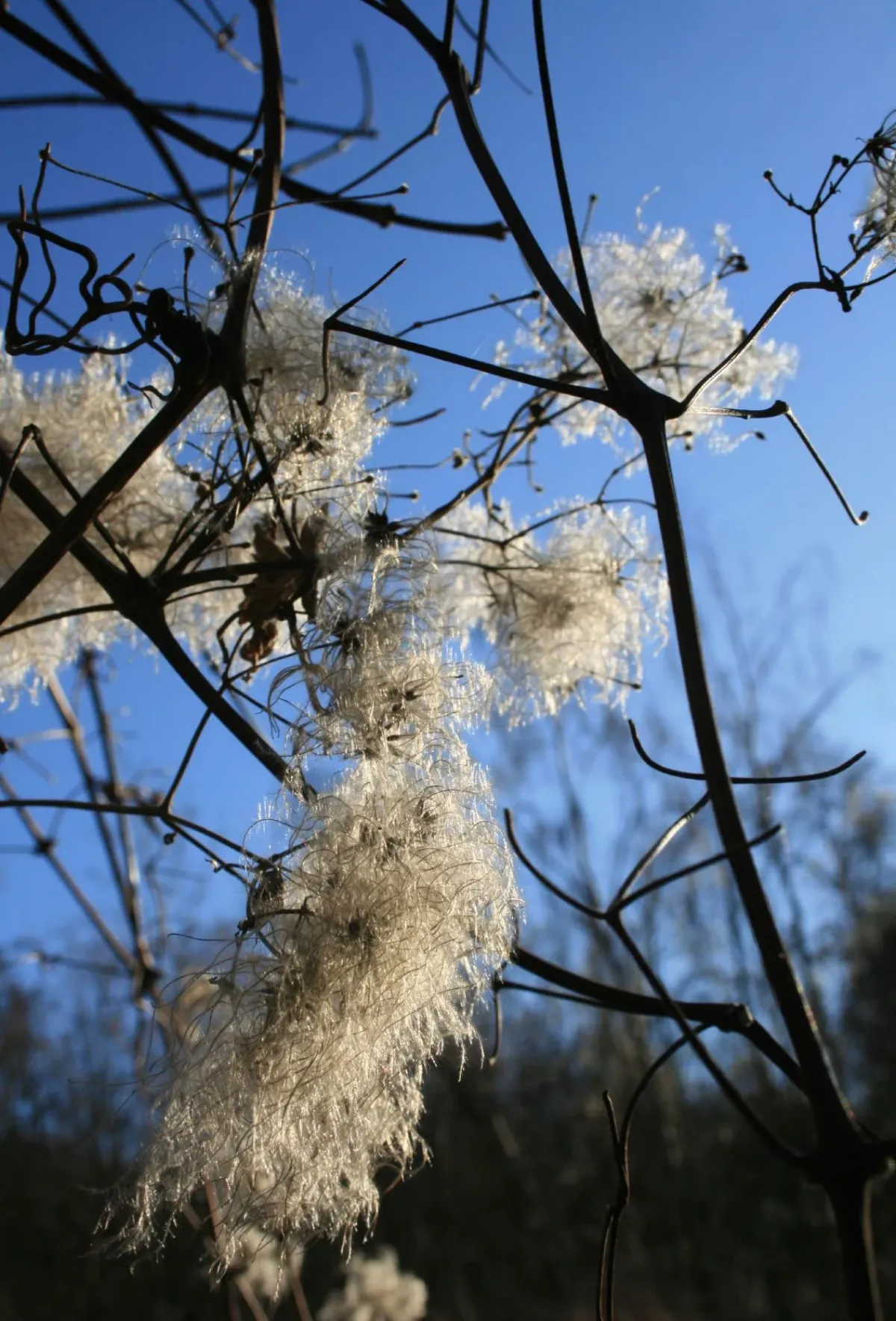 clematis überwintern vor dem winteranfang zurückschneiden