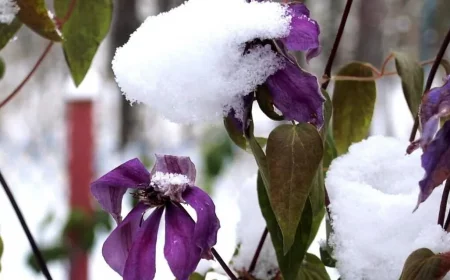 clematis überwintern vor kälte und nässe schützen