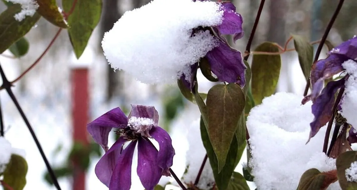 clematis überwintern vor kälte und nässe schützen