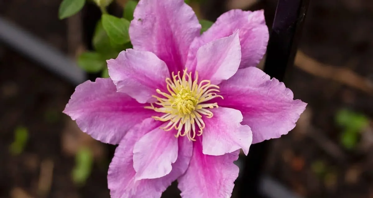 clematis überwintern winterabdeckung pflege im winter