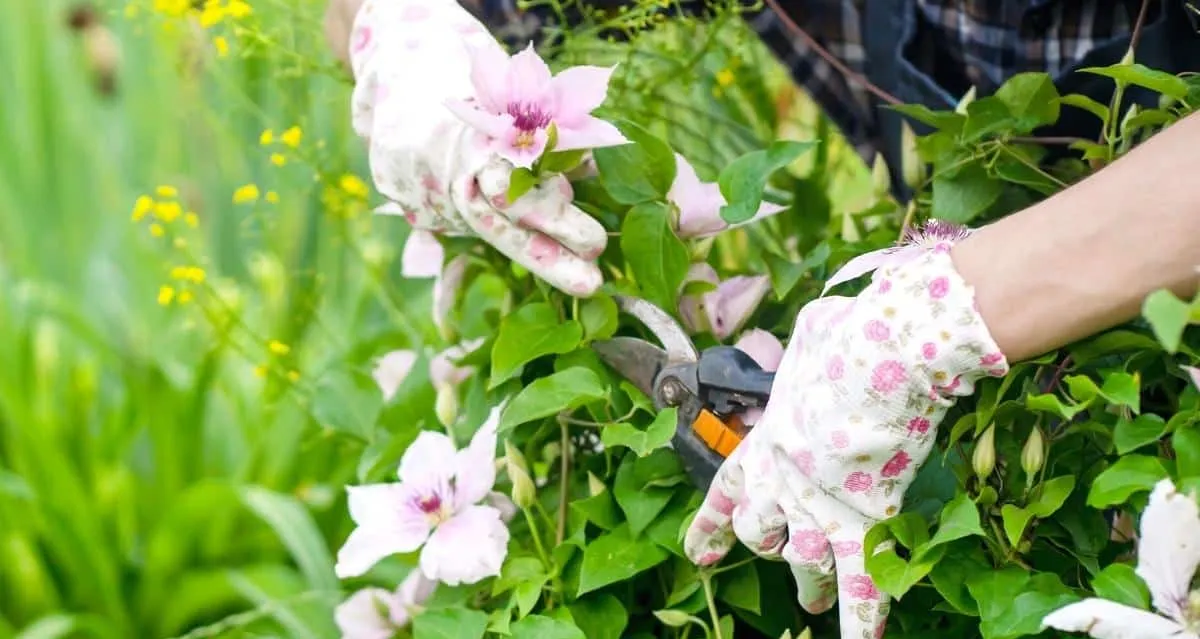 clematis überwintern zurückschneiden was beachten