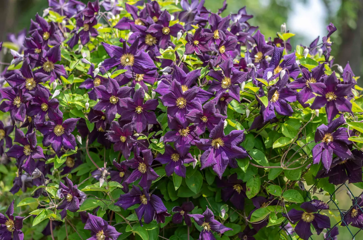 clematis üppige blüte in lila kletterpflanze pflegeleicht