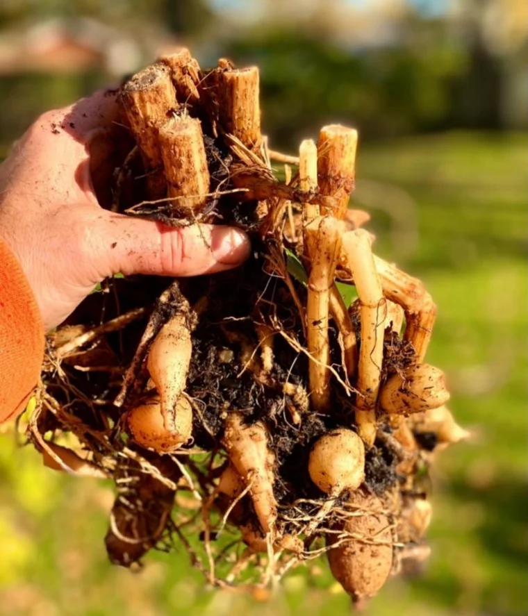 dahlie ausgraben dahlien ueberwintern micaelbindefeld