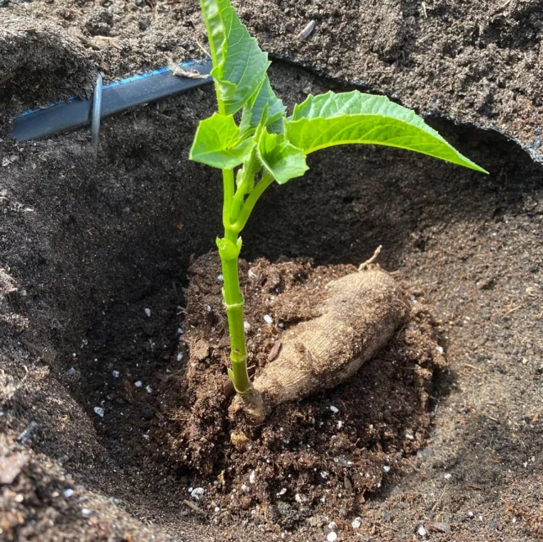 dahlien einpflanzen gardenbeeflowerfarm