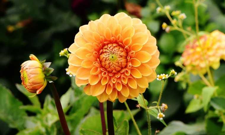 dahlien grossaufnahme pixabay