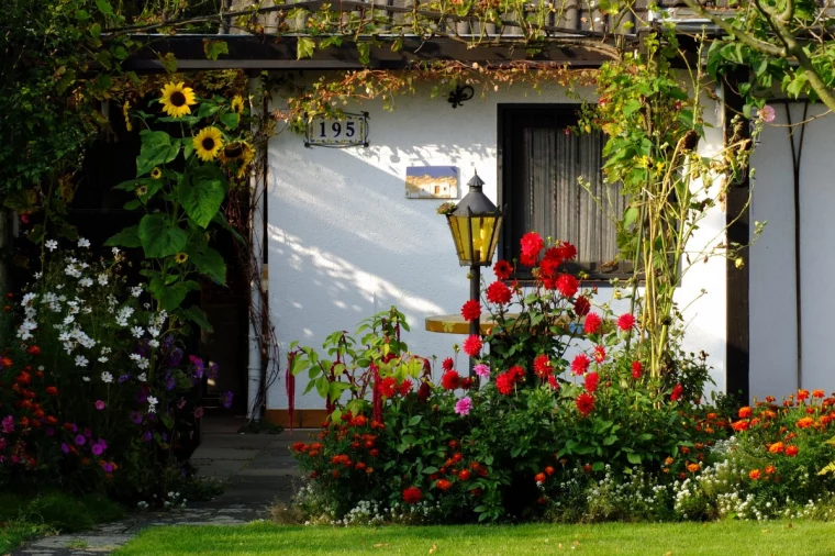 dahlien im blumenbeet haus garten pxhere