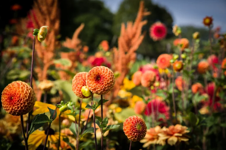 dahlien im garten pixabay