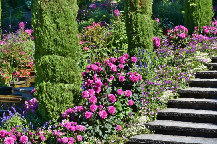dahlien im garten pxhere