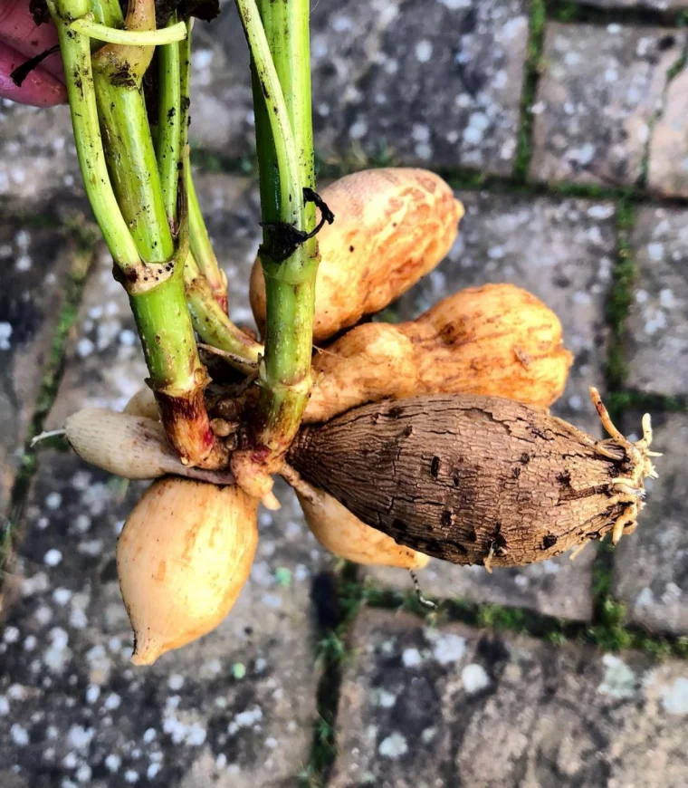 dahlienknollen ausgraben tradgardstid