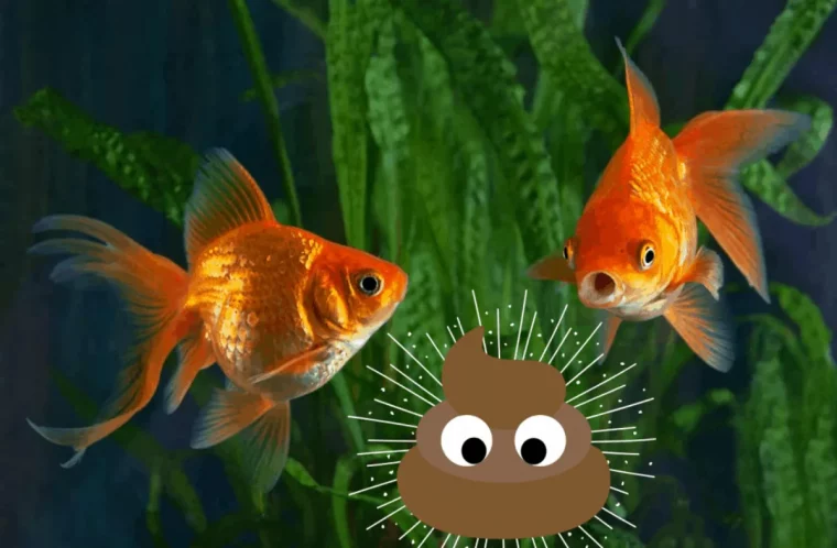 diy fischkot als pflanzenduenger