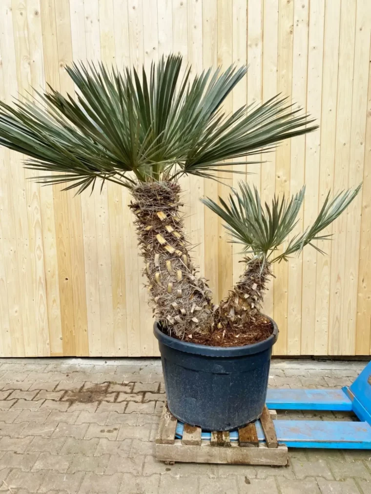eingepflanzte palme winterfest machen blaue nadelpalme im kuebel ueberwintern