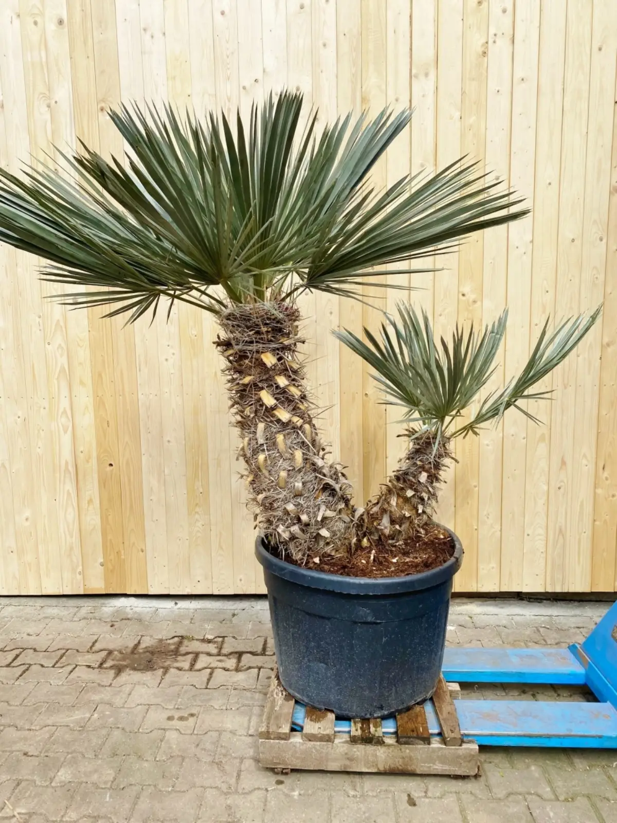eingepflanzte palme winterfest machen blaue nadelpalme im kuebel ueberwintern