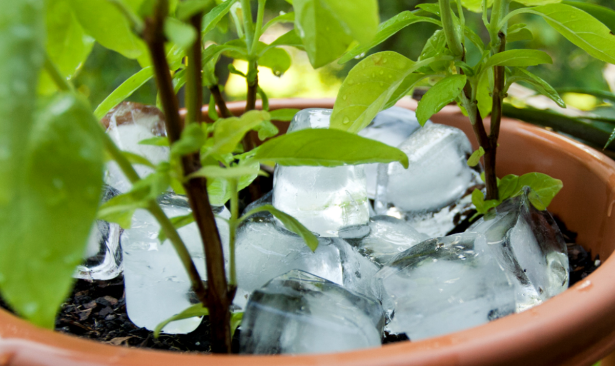 eiswuerfel fuer pflanzen trick
