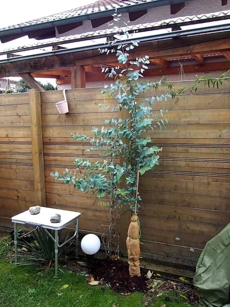 eukalyptus im kuebel ueberwintern baum eukalyptus stamm mit jute umwickeln neben wand