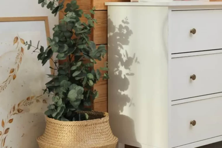eukalyptus im kübel ueberwintern eukalyptus im topf ins haus ueberwintern