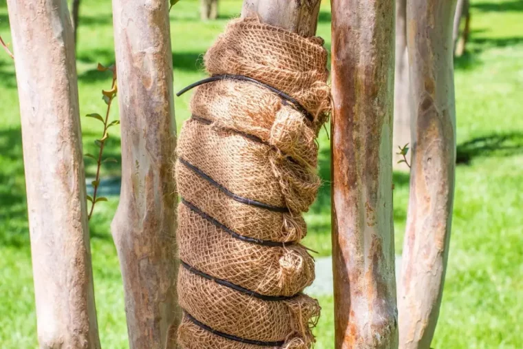 eukalyptus ueberwintern ab wann eukalyptus baum im garten stamm einwickeln
