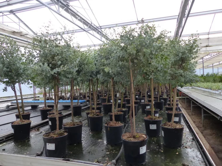 eukalyptusbaum ueberwintern wo eukalyptus ueberwintern eukalyptusbaeume in topf im winterhaus