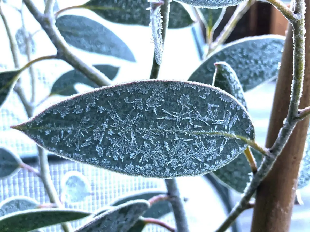 eukalyptusbaum winterhart kann eukalyptus winter draußen lassen eucalyptus pauciflora blaetter mit frost