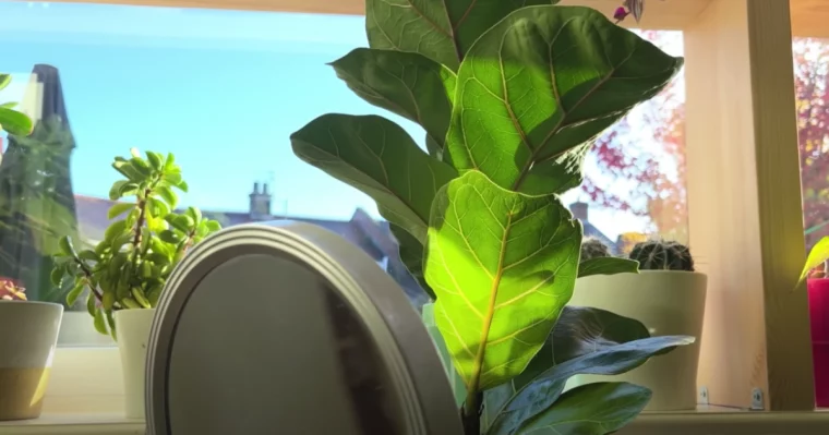 extra beleuchtung fuer pflanzen sheffield made plants