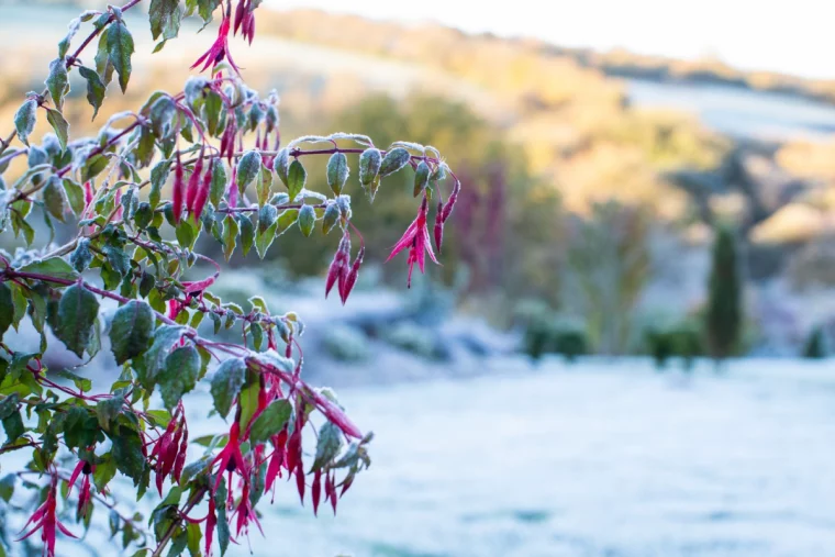 fuchsie ueberwintern im freien winterhart