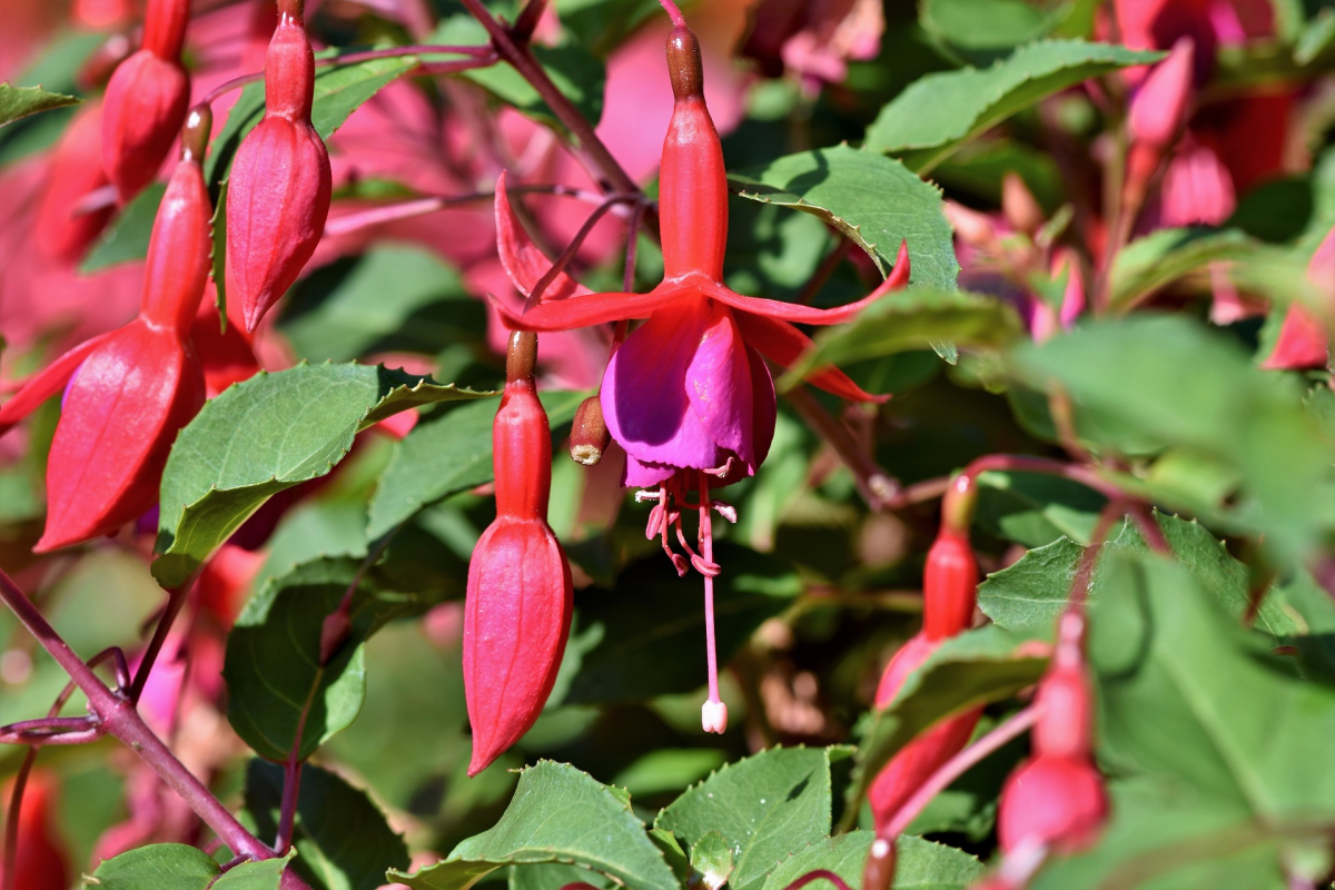 fuchsien ueberwintern wie klappt das