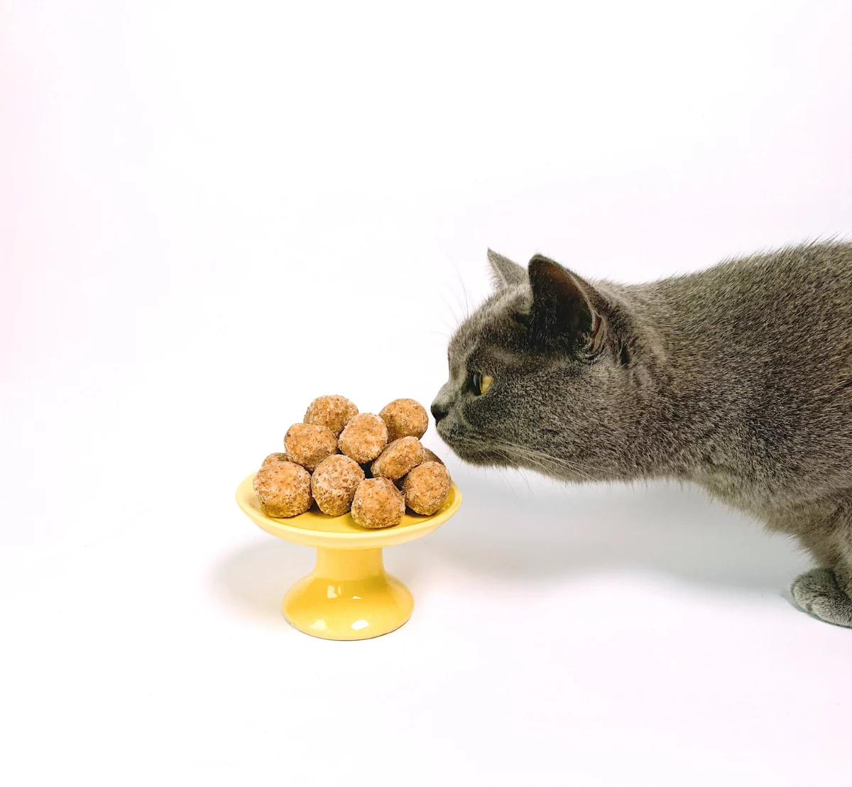 gesundes katzenfutter selber machen zu hause rezepte