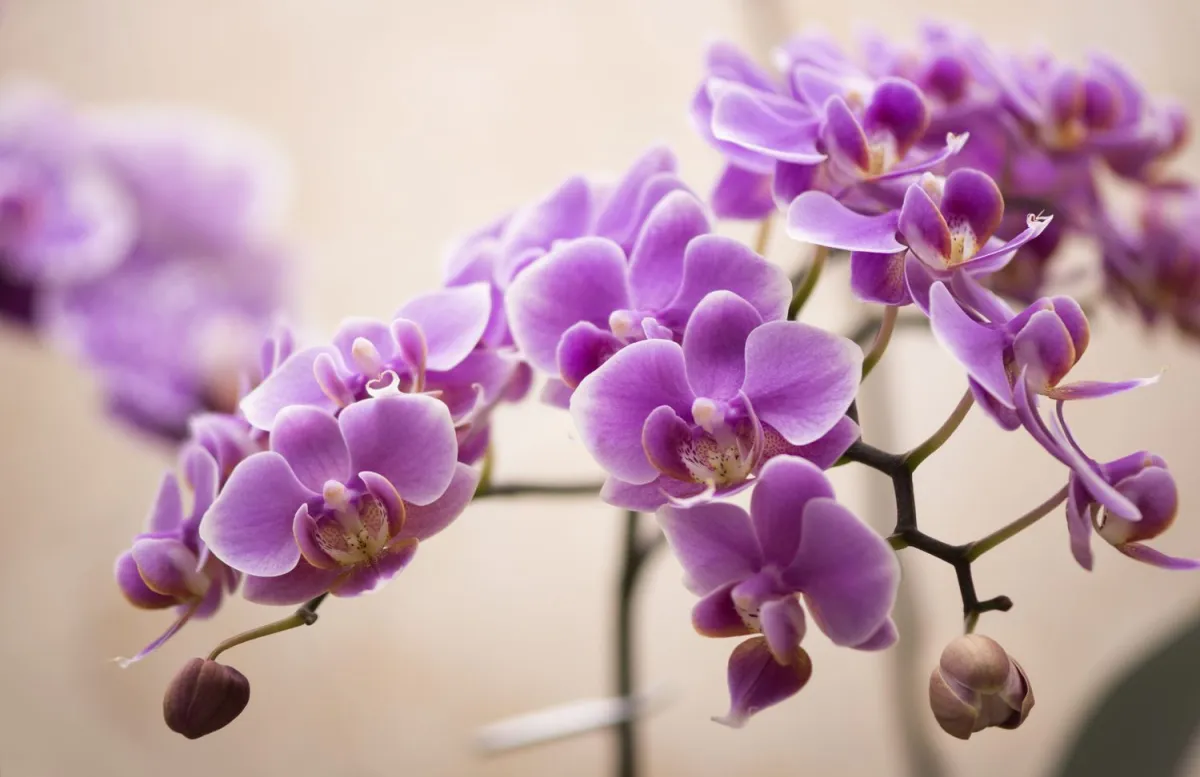 glückspflanzen für zuhause orchidee starke energie