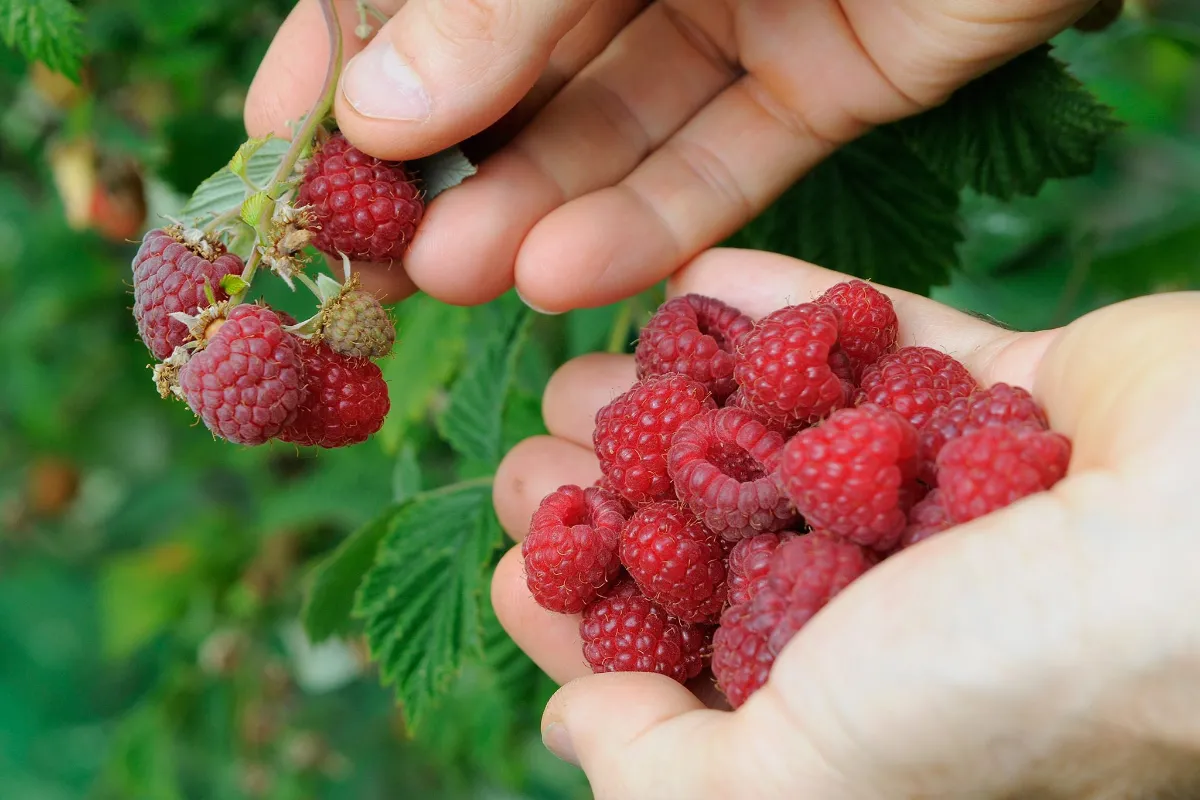 hier himbeeren duengen im fruehjahr oder herbst