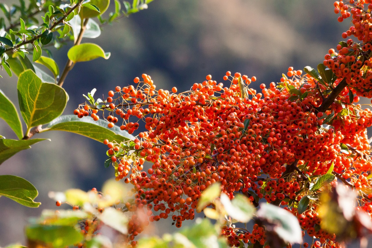 hippophae rhamnoides fasanenbeere baum mit orangenfarbenen beeren