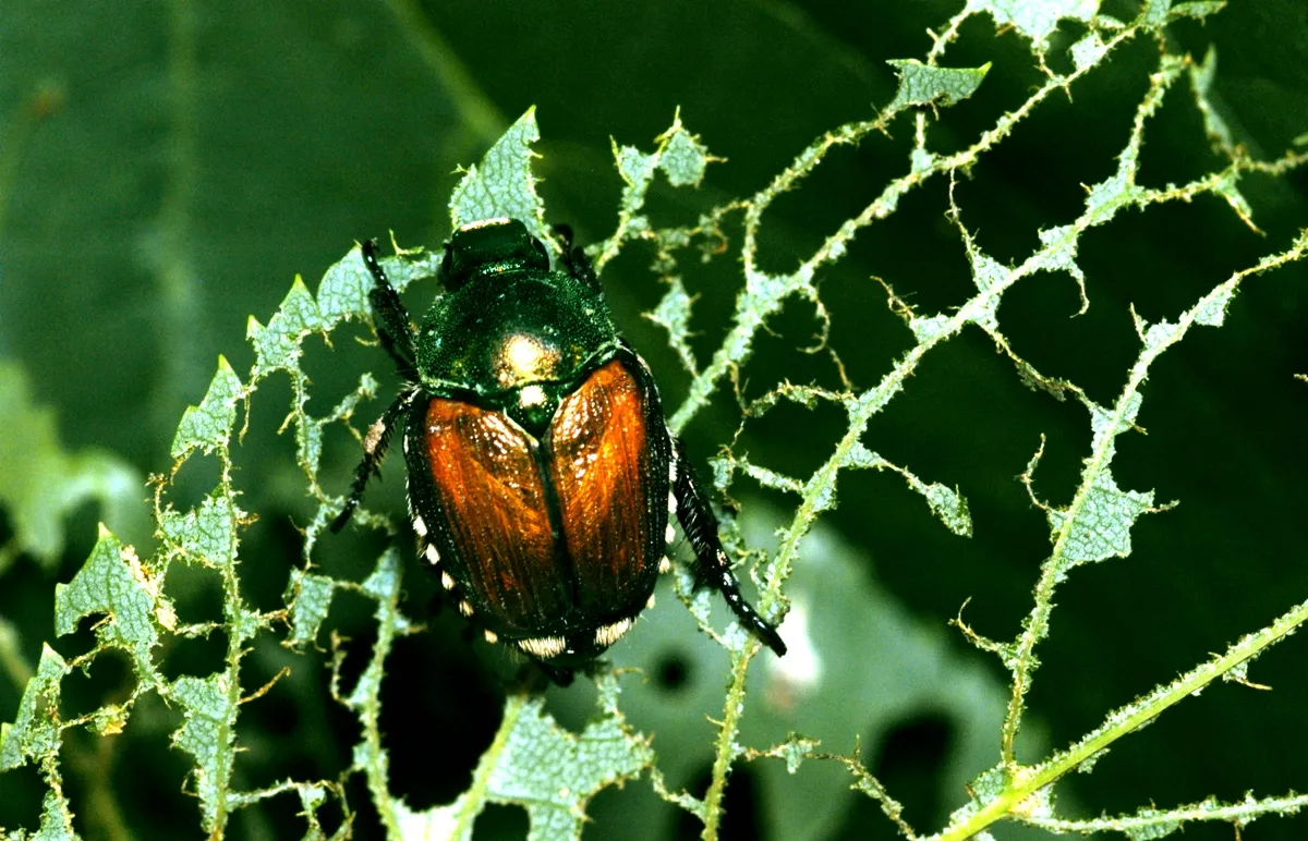 japankäfer frisst blätter von pflanzen nur adern intakt bleiben