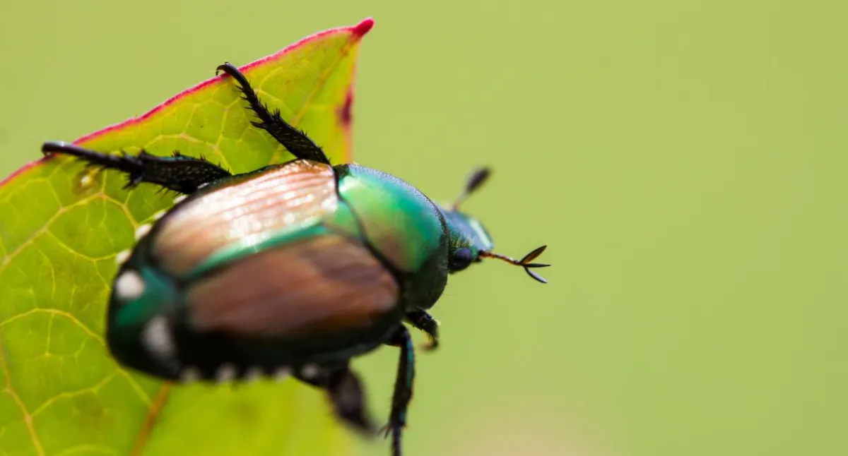 japankäfer identifizieren metallisch blau grüne färbung