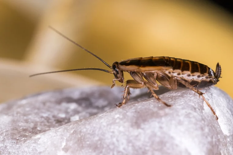 kakerlaken in der wohnung loswerden ungeziefer groses insekt
