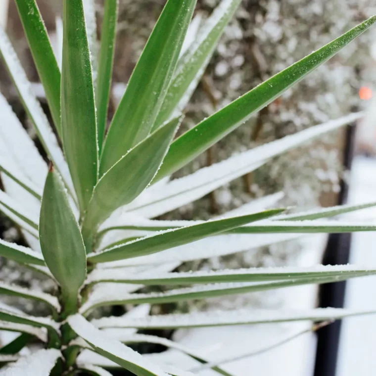 kann man eine palme im winter draussen lassen yutta palme im winter unter schnee
