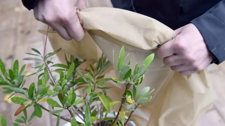 kann man einen eukalyptus in der wohnung ueberwintern mann bedeckt kuebelpflanze eukalyptus mit vlies