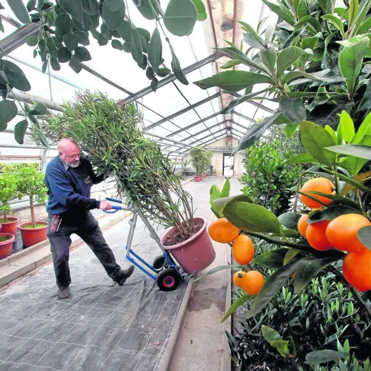 kann man einen orangenbaum in der wohnung halten orangenbaum richtig ueberwintern mann bringt orangenbaeume ins winterquartier