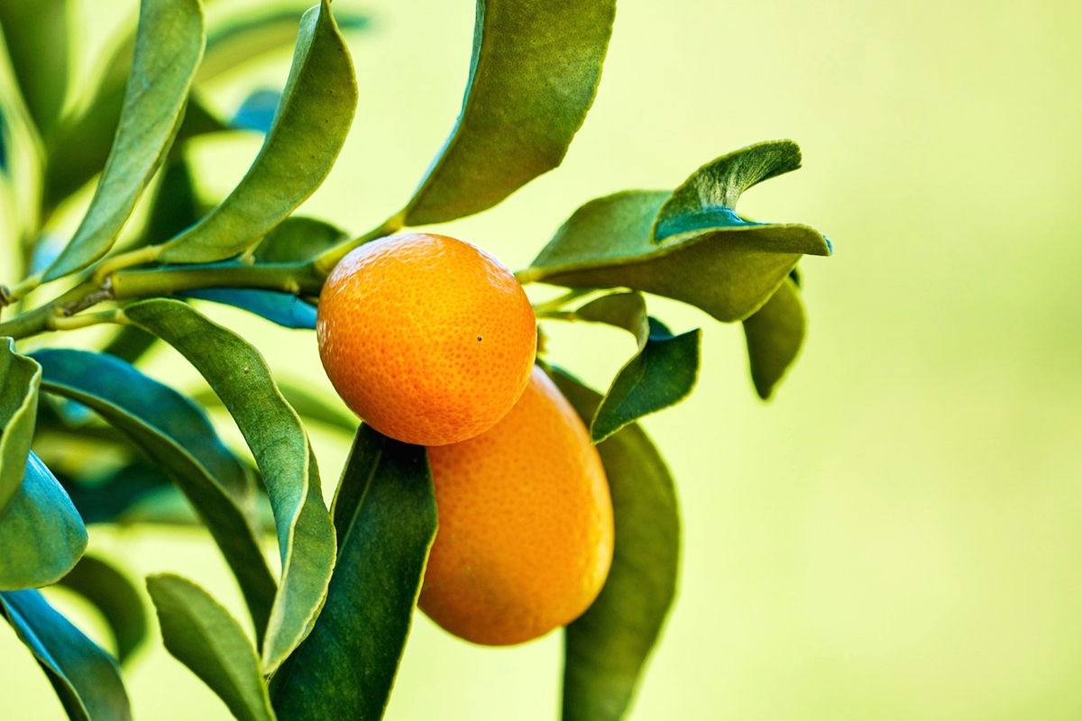 kumquat baum ueberwintern zweig mit zitrusfruechten