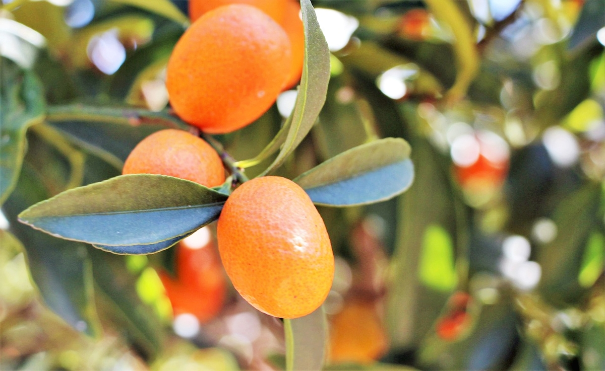 kumquat ueberwintern baum mit kleinen zitrusfruechten