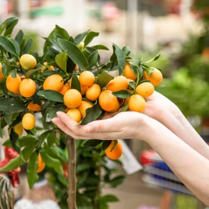 kumquat ueberwintern zitrusbaum auf den winter vorbereiten