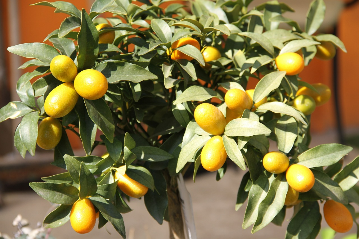 kumquat ueberwinterung kleines baeumchen mit gelben fruechten
