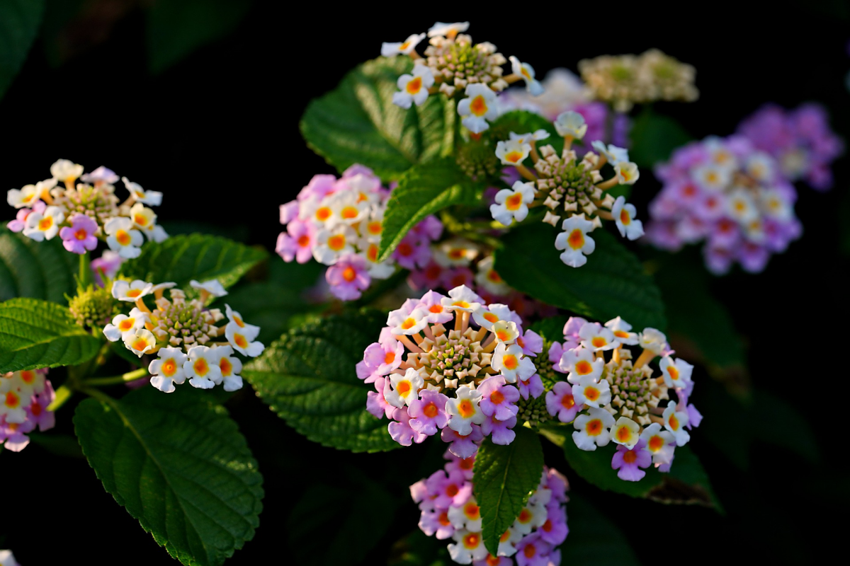 lantana wandelroeschen ueberwintern pixabay