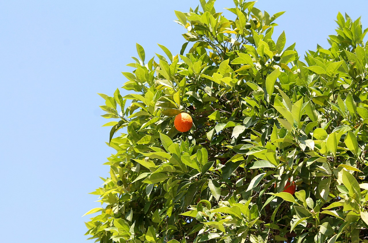 mandarinenbaeume ueberwintern baum mit zitrusfruechten